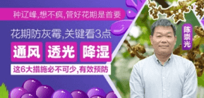 花期防灰霉，关键看3点
